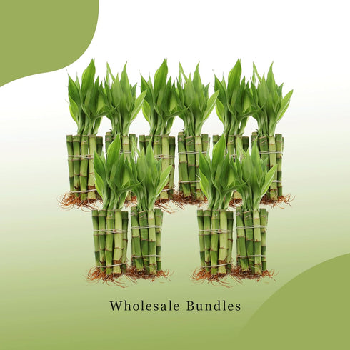 4" 10 (10) NW Wholesaler - Live Lucky Bamboo Plant - Bundle of Stalks - Live Indoor Houseplants for Home Decor, Live