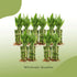 4" 10 (10) NW Wholesaler - Live Lucky Bamboo Plant - Bundle of Stalks - Live Indoor Houseplants for Home Decor, Live