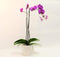 Athena's Garden 5" Phalaenopsis Orchids, Purple Blooms and Premium Container, One Size