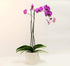 Athena's Garden 5" Phalaenopsis Orchids, Purple Blooms and Premium Container, One Size