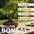 Eversong Weeping Willow Bonsai Tree Cutting to Grow - Thick Trunk Cutting - Great Gift - Fast Growing Indoor or Outdoor