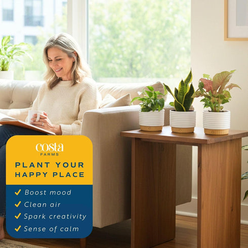 (3-Pack), Costa Farms Live Indoor House Plants Hand Selected Easy to Maintain Indoor Assorted Houseplants in Plant