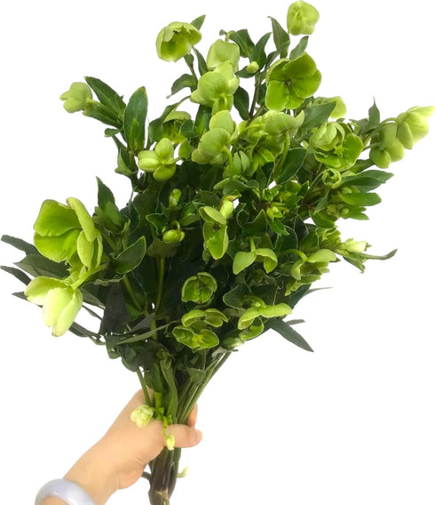 5 Next day delivery Green Eranthis Fresh Cut Flowers Hydroponic Flower Arrangement Long Flowering Period