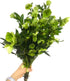 5 Next day delivery Green Eranthis Fresh Cut Flowers Hydroponic Flower Arrangement Long Flowering Period