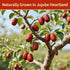 Haomly Date,15.87oz/450g,Natural Jujube Health Snack,Sweet & Chewy & Delicious Dried Dates,Large-size Red Date