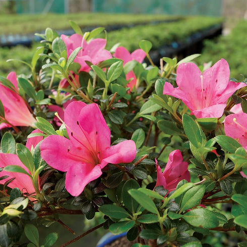 5 5-8 Inches Brussel's Bonsai - Live Satsuki Azalea Bonsai Tree with Bonsai Pot and Humidity Tray, Outdoor Flowering