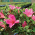 5 5-8 Inches Brussel's Bonsai - Live Satsuki Azalea Bonsai Tree with Bonsai Pot and Humidity Tray, Outdoor Flowering