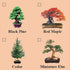 Eve's Garden, Inc Eve's Black Pine Bonsai Seed Kit, Woody, Complete Kit to Grow Black Pine Bonsai Tree from Seed