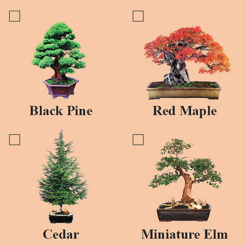 Eve's Garden, Inc Eve's Red Maple Bonsai Seed Kit, Woody, Complete Kit to Grow Red Maple Bonsai from Seed