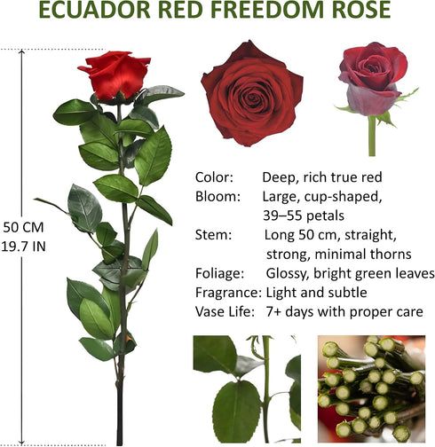Generic Dozen 12 50CM One Fresh Roses Bouquet, Premium Long-Stem Ecuador Freedom Red Roses, Hand-Tied Floral