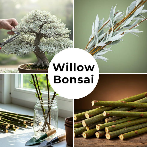 Live Dwarf White Willow Bonsai Tree Cutting to Grow - Stunning Silvery-Green Leaves - Fast Growing, Indoor/Outdoor