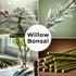Live Dwarf White Willow Bonsai Tree Cutting to Grow - Stunning Silvery-Green Leaves - Fast Growing, Indoor/Outdoor