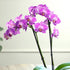 3.5" 16" Premium Purple Live Orchid Plant Blooming in Blue & White Orchid Pot, Live Plants, Houseplant Gifts, Approx.