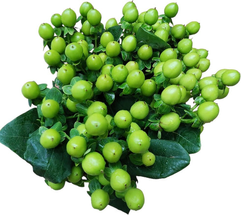19 Vibrant Stems Green Bean Flower Bouquet for Special Occasions