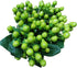 19 Vibrant Stems Green Bean Flower Bouquet for Special Occasions
