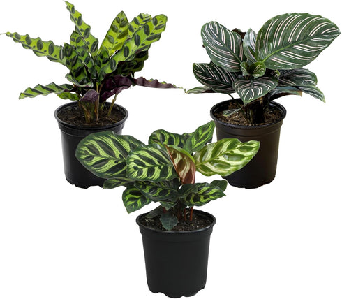 Pet Safe Live Prayer Plant Calathea Collection (3PK) in 4 Inch Pots,