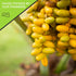 (32oz, 2 LB) NUT CRAVINGS - Dried Jumbo Medjool Dates, No Sugar Added, Unsulphured Sweet Healthy Snack, Vegan, Kosher