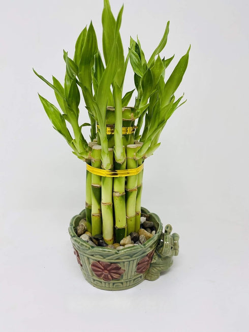 JM BAMBOO jmbamboo - 2-Tier-Lucky Bamboo- Elephant-vase- Best Gift