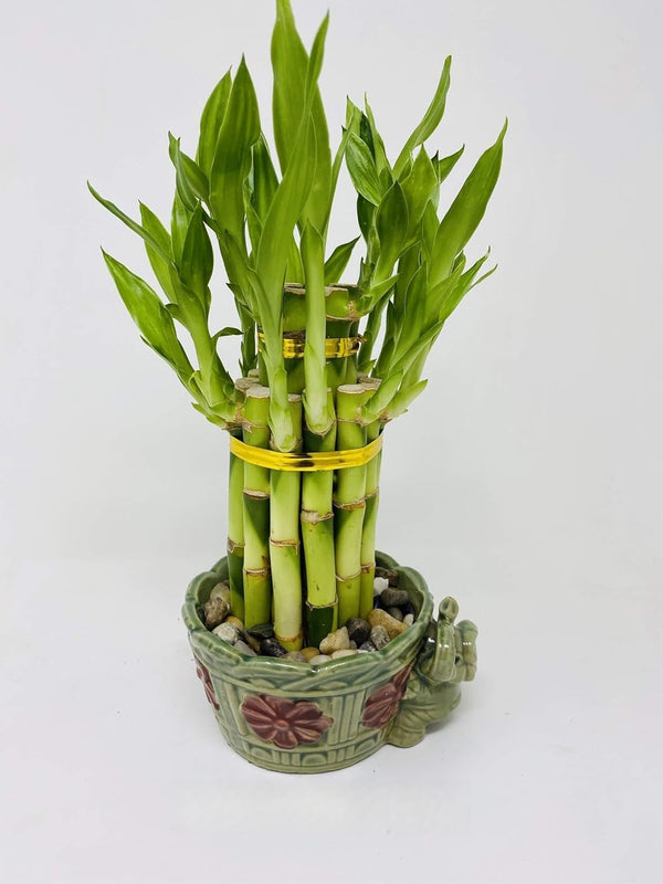 JM BAMBOO jmbamboo - 2-Tier-Lucky Bamboo- Elephant-vase- Best Gift