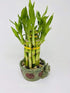 JM BAMBOO jmbamboo - 2-Tier-Lucky Bamboo- Elephant-vase- Best Gift