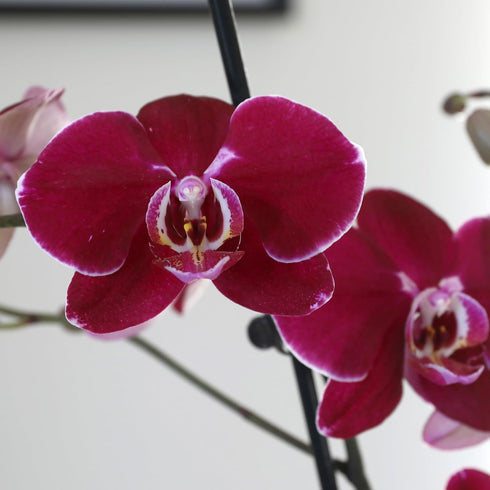4" Green Circle Growers Mini Dark Purple Orchid in Purple Ceramic Planter Love You Edition Live Orchid Gift Plant