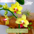 3.5" 16" Premium Yellow Live Orchid Plant Blooming in Blue & White Orchid Pot, Live Plants, Houseplant Gifts, Approx.