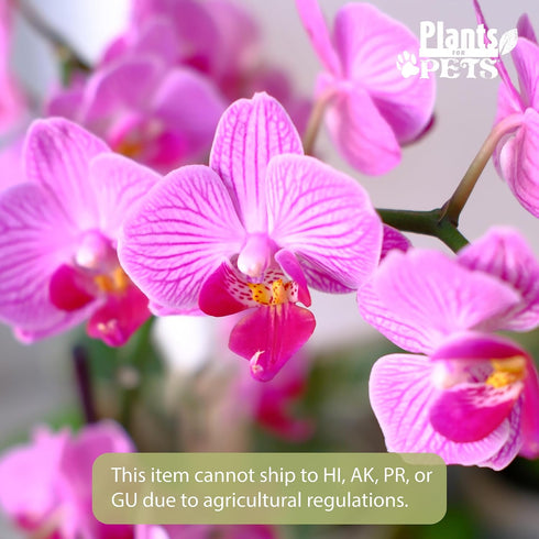 20-24" Purple Phalaenopsis Live Orchid Plant Lover Gift & White Orchid Pot, Tall, Live Plant Gift, Fresh Orchids Plants