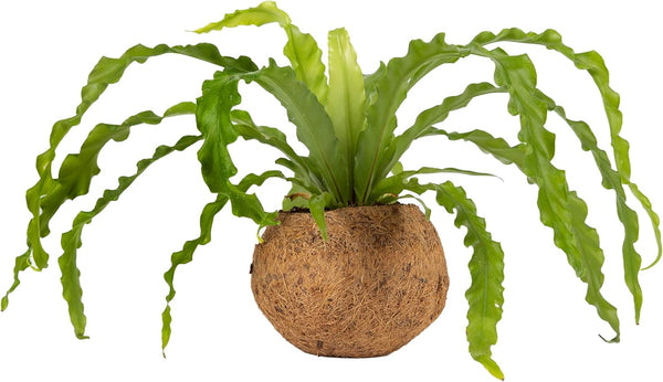 Better-GRO 17 Hanging Kokodama with Birds Nest Fern - Biodegradable, Natural Planter