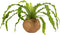 Better-GRO 17 Hanging Kokodama with Birds Nest Fern - Biodegradable, Natural Planter