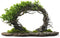 Willow Arch Bonsai Tree - Get 4 Willow Cuttings to Plant and