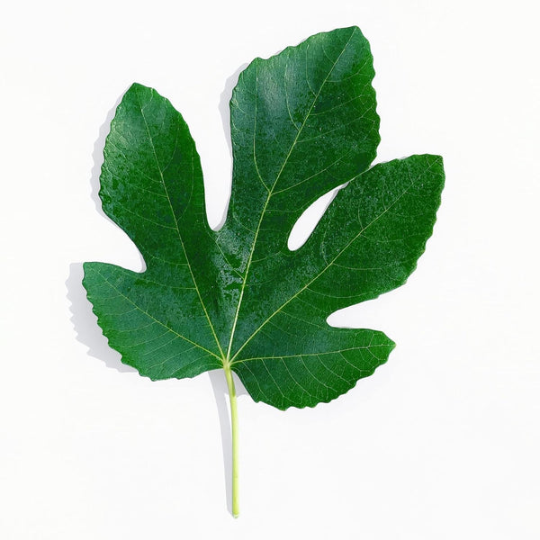 Kejora Fresh Figs Leaves 3 oz