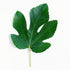 Kejora Fresh Figs Leaves 3 oz