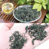 Wild Jiaogulan Tea Leaves, Gynostemma Tea, 3.5oz (100g), 100% Natural, Sugar Free, Non-GMO