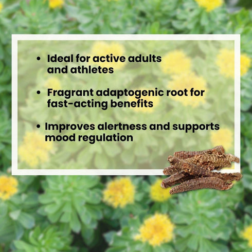 1 Golden Root | Hong Jing Tian | Rhodiola Rosea Herb (Whole Root) Herb Tea, Pound - Plum Dragon Herbs