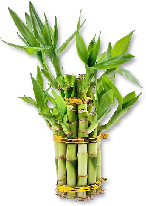 Lucky Indoor Bamboo Tower - Live Plant - Ships Bare Root -