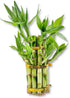 Lucky Indoor Bamboo Tower - Live Plant - Ships Bare Root -