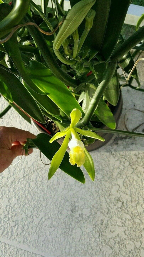 GENERIC Vanilla Bean Orchid, 12 Inches Fresh Cutting from My Plant