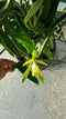 GENERIC Vanilla Bean Orchid, 12 Inches Fresh Cutting from My Plant