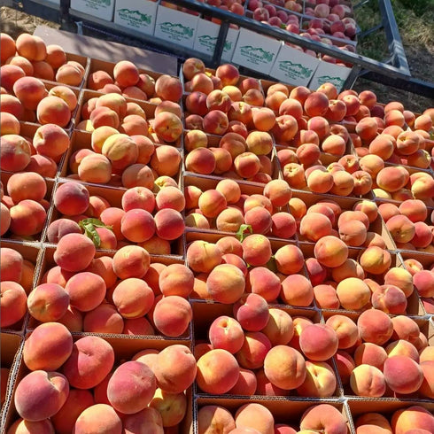 Harvest Peach Cobbler Jam by Pioneer Valley