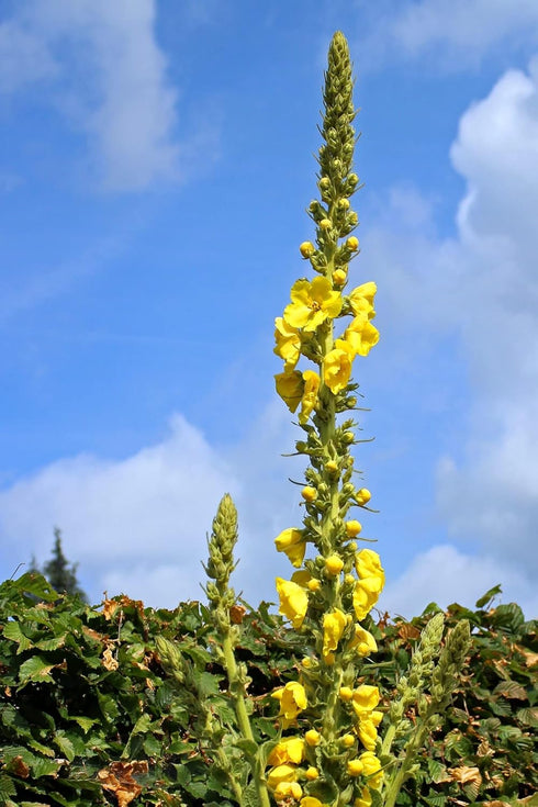 100% Dried Mullein Flowers (Verbascum thapsus), Net Weight: 0.52oz / 15g, Soothing Tea with Many Benefits