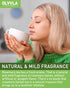1.5g 60 Count Olvvla - Rosemary Tea Bags - X - Pure Natural Dried Rosemary Leaves - Cultivated in Egypt - Non-GMO