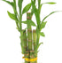 Arcadia Garden Products 5-Stem Lucky Bamboo, Live Indoor Plant in Contour II Ceramic Planter for Home, Work, or Gift
