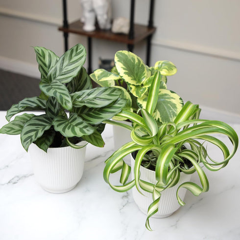 3-Pack, 4" 9" Pet Friendly House Plant Decor Dog & Cat Safe Plants in White Pots for Home & Office, Grower's Choice