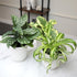 3-Pack, 4" 9" Pet Friendly House Plant Decor Dog & Cat Safe Plants in White Pots for Home & Office, Grower's Choice