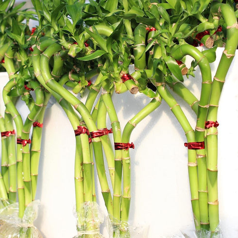 4 14-16 Inches Brussel's Bonsai - Live Lucky Bamboo Plant, Heart Shaped Indoor Bamboo with Red Decorative Rocks