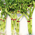 4 14-16 Inches Brussel's Bonsai - Live Lucky Bamboo Plant, Heart Shaped Indoor Bamboo with Red Decorative Rocks