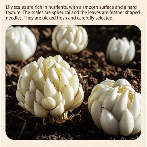 Visit the Store Bulb Bulbs 10.6oz/300g (150g*2) Dried Lily Lily Bai He Boil Soup and Congee Health Chinese Herbal Tea