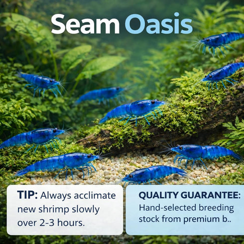 20 Blue Dream Supreme Gene Shrimps Live Freshwater Shrimp Aquarium Neocaridina, Live Arrival Guarantee