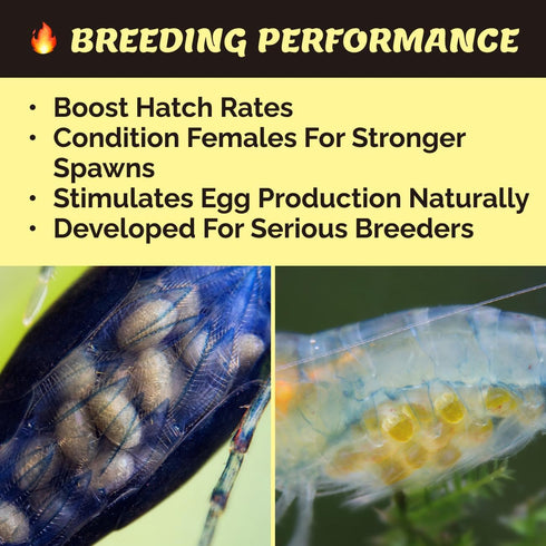 50 ASTAXANTHIN Shrimp Food, Premium Natural Ingredients, High Protein, Rich in Vitamins for Neocaridina, Caridina, Red