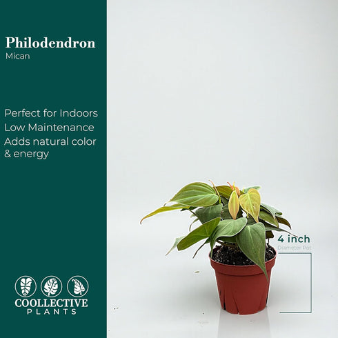 4" CoollectivePlants Philodendron Mican Live Plant in Growers Pot Easy Care Indoor Houseplant, Low Light Friendly